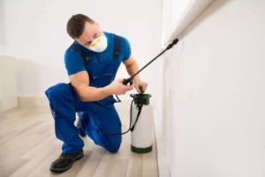 Pest Control Services in Lahore