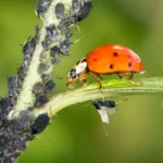 Biological Control Of Pests