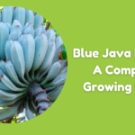 Blue Java Banana
