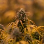 Sunset Sherbert Strain