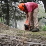 Tree-Removals-in-Melbourne