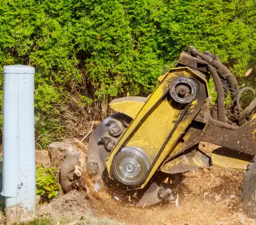 Affordable Tree Removal