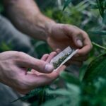 Harvest Cannabis