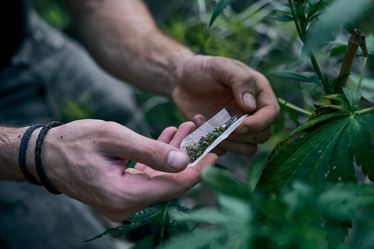 Harvest Cannabis