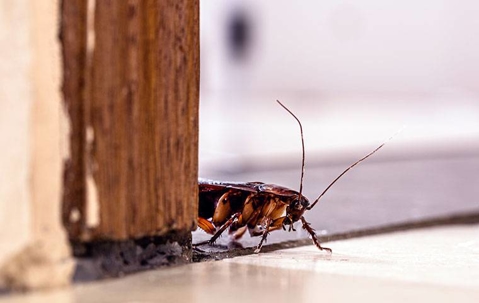 How to Deal with Cockroach Problems in Las Vegas Homes