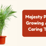 Majesty Palm