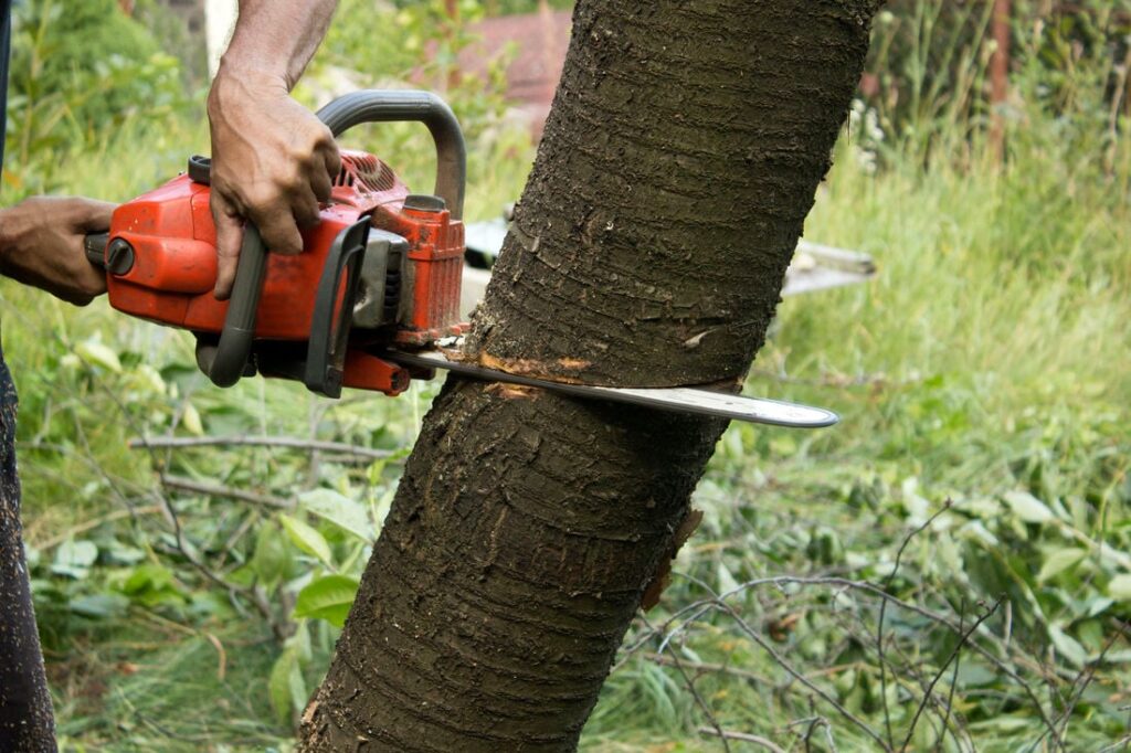 Tree Removal and Stump Grinding Services in High Point