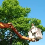 Affordable Tree Cutting Service