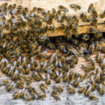 Why Bees Choose Certain Homes and How to Stop Them