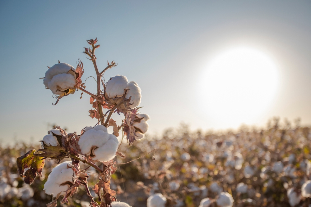 Fabric Suppliers in Pakistan, Cotton Yarn Supplier, Avon Commercial, Textile Fabrics, Yarn Supplier, Textile Industry, Cotton Yarn