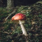 Mushroom Types and Their Incredible Health Benefits