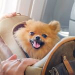 dog in a carrier