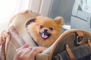 dog in a carrier