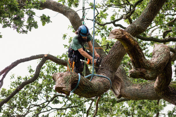 Man sawing tree at height wearing safety clothing with skill and expertise