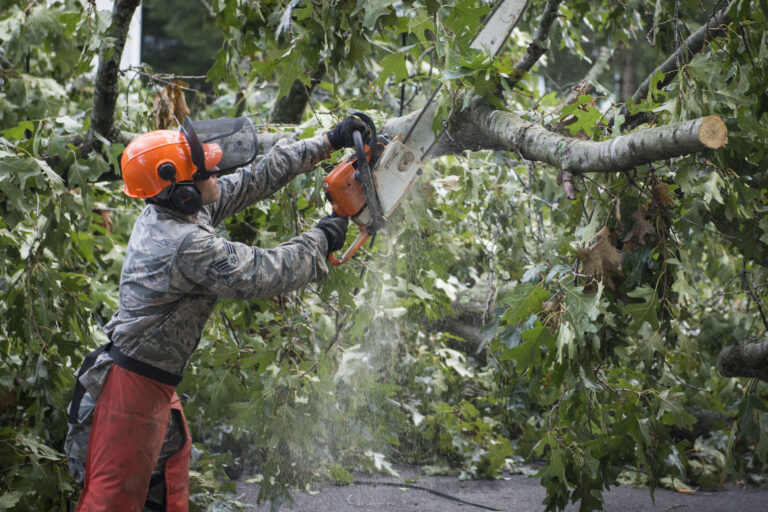 tree removal services in Aiken