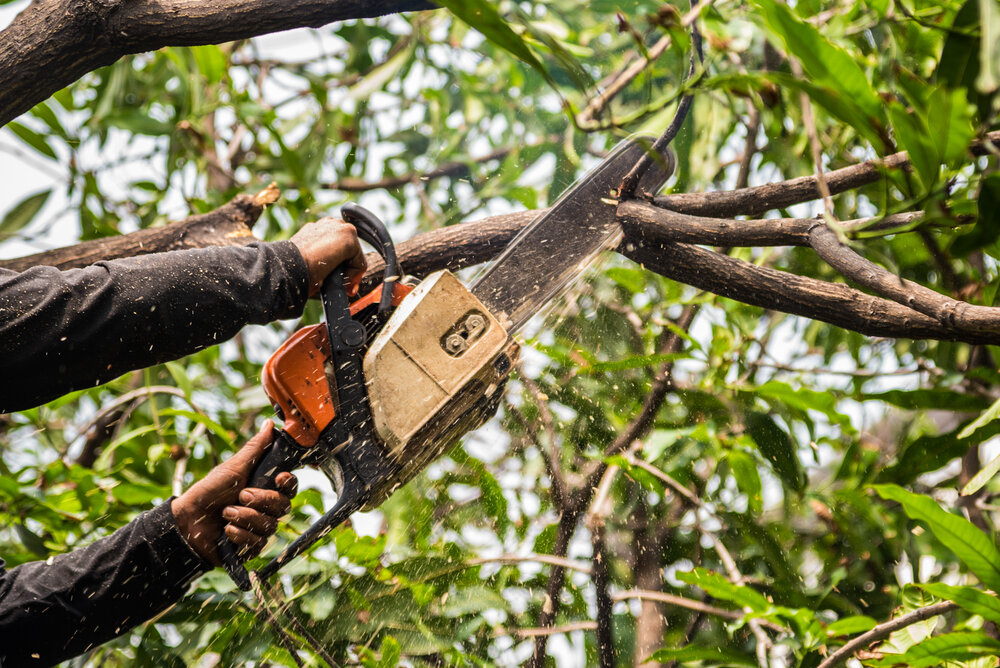 Affordable Tree Service Houston