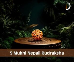 5 & 7 Mukhi Rudraksha