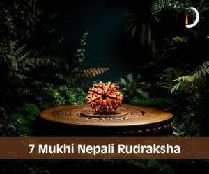 7 Mukhi Nepali Rudraksha