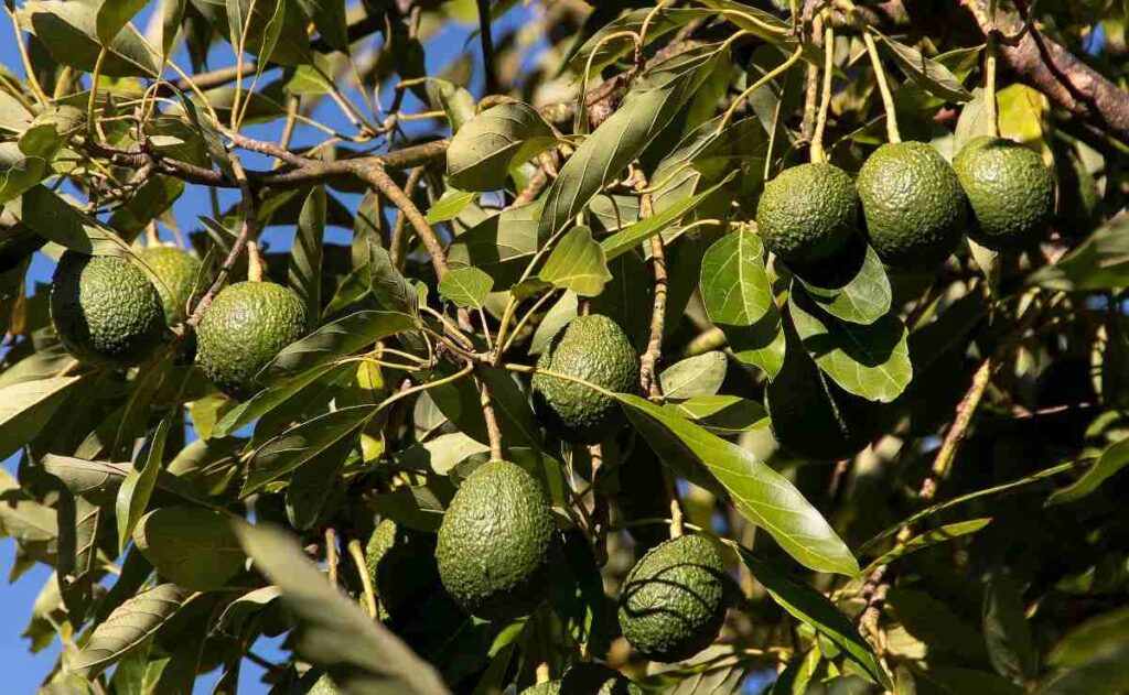 Complete Guide to Avocado Cultivation Climate, Soil, and Care Tips