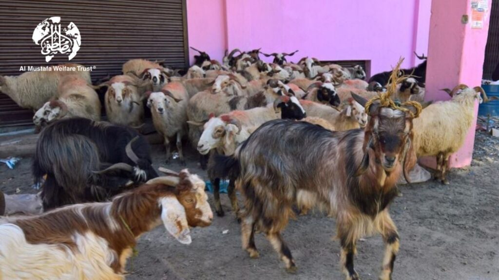 Qurbani Online 2025