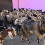 Qurbani Online 2025