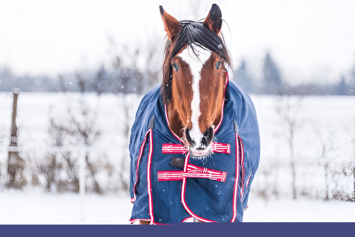 winter horse rugs for sale