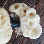 hillbilly mushrooms