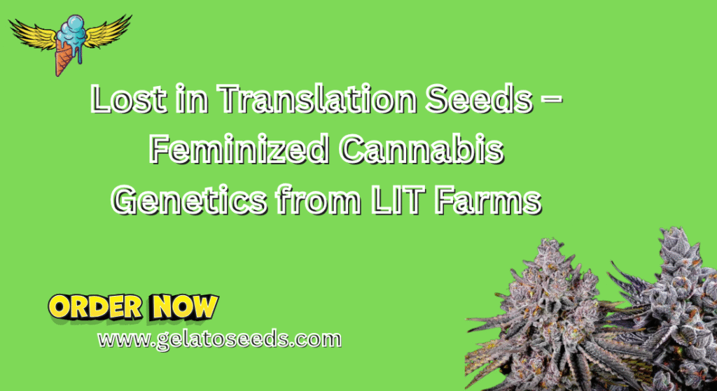 Lost in Translation Seeds