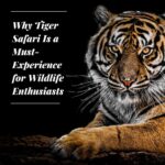 Why Tiger Safari Is a Must-Experience for Wildlife Enthusiasts
