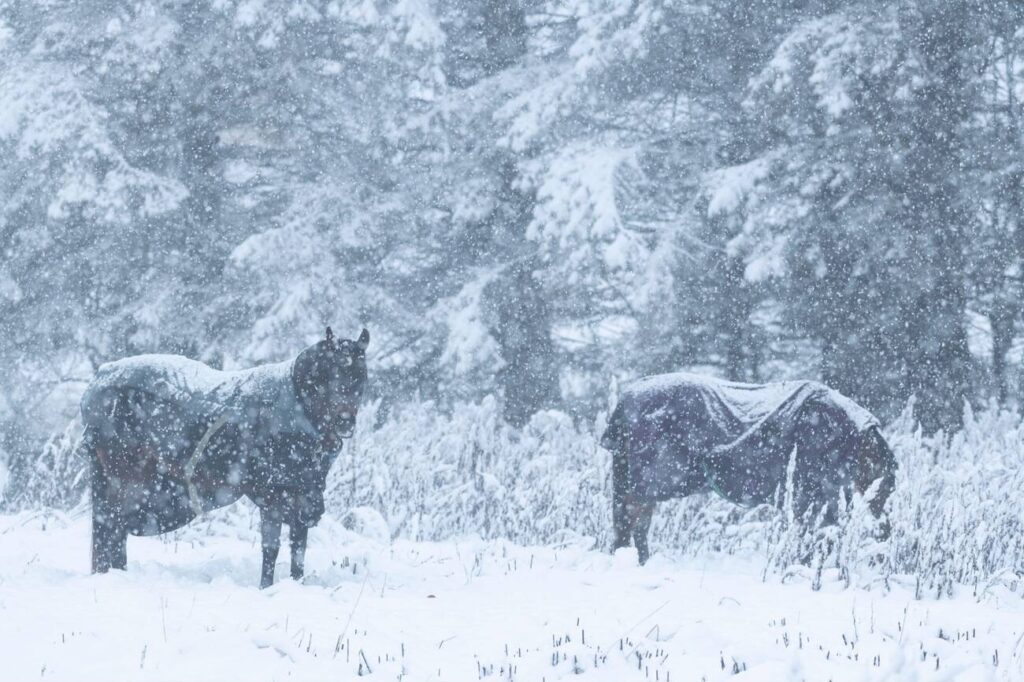 winter horse rugs for sale