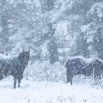 winter horse rugs for sale