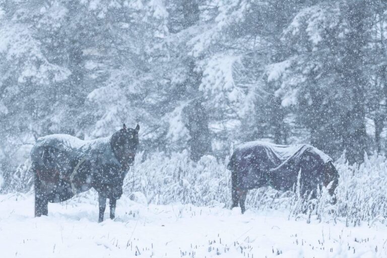 winter horse rugs for sale