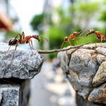 ant removal