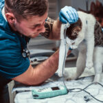 Cute cat on a medical examination at a veterinary clinic, measuring the blood pressure