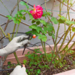 istockphoto-2007406798-612x612