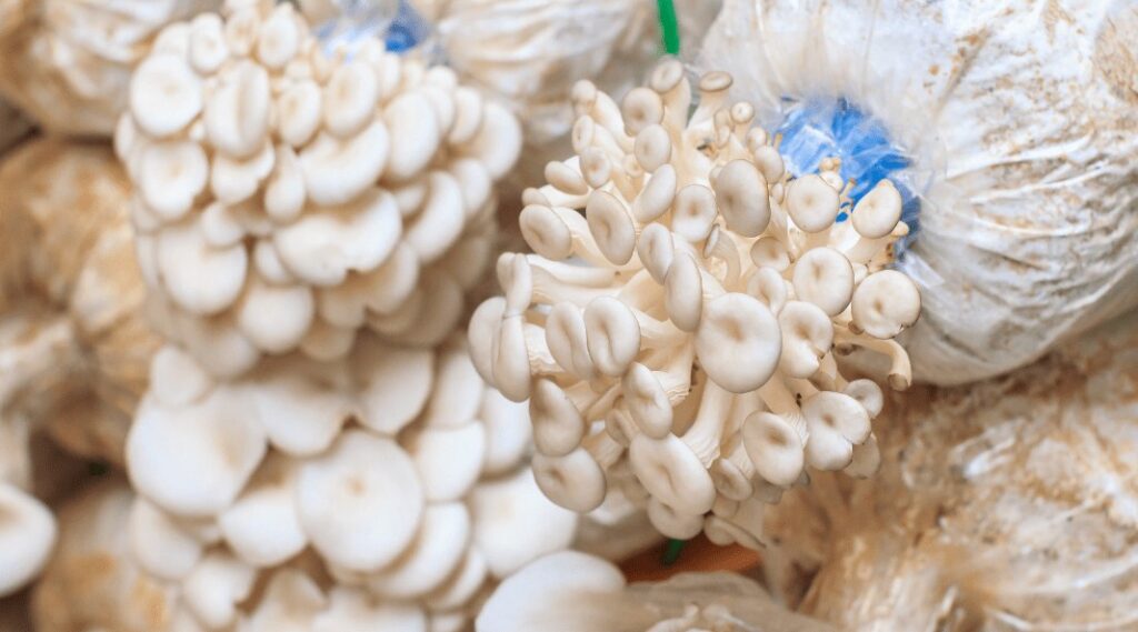 mushroom liquid cultures