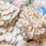 mushroom liquid cultures