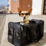 dog rucksack