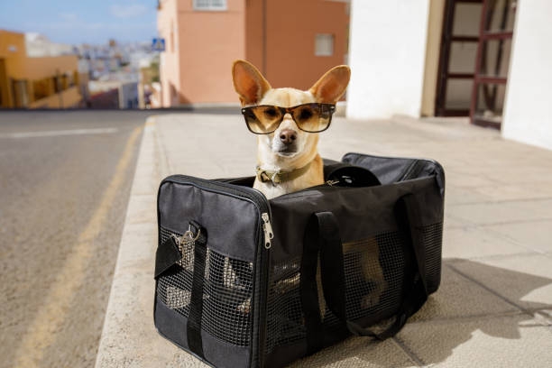 dog rucksack
