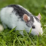 rat control zionsville
