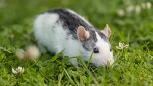 rat control zionsville