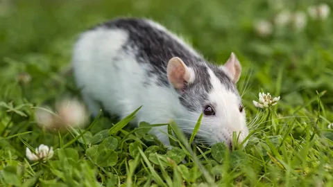 rat control zionsville