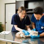 Young vets checking the health of a cat at the animal clinic