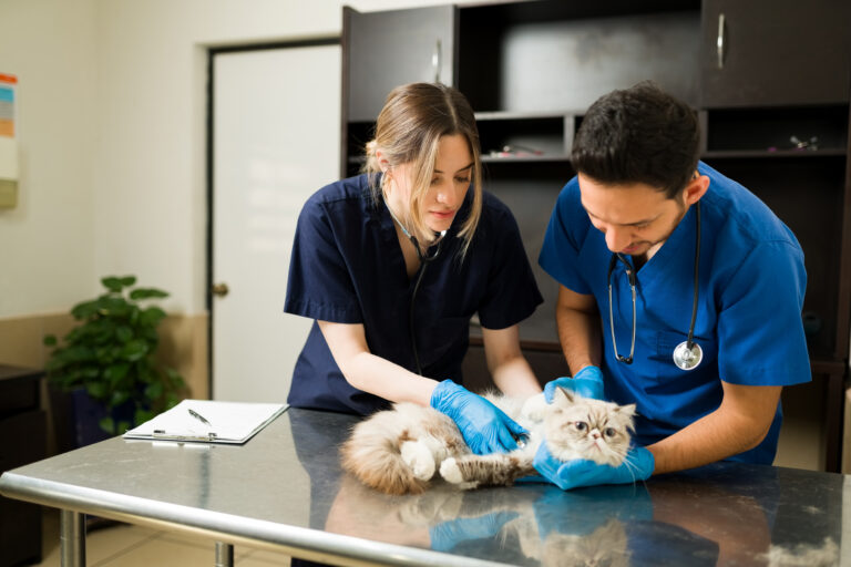 Young vets checking the health of a cat at the animal clinic