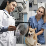 veterinarian-taking-care-pet-dog