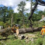 How Do I Know If My Tree Needs Deadwood Removal?