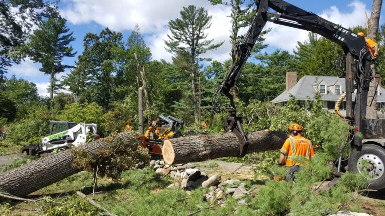How Do I Know If My Tree Needs Deadwood Removal?
