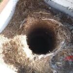 Chimney Animal Removal