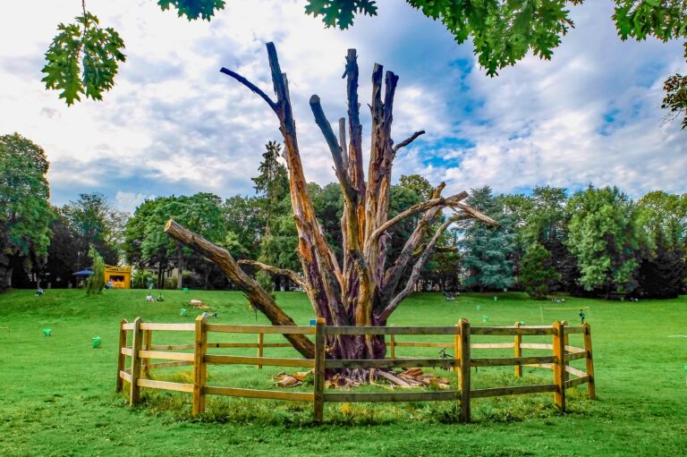 Discover the key signs it’s time for deadwood removal in Huddersfield. Ensure safety, enhance tree health, and protect your property with expert help today!