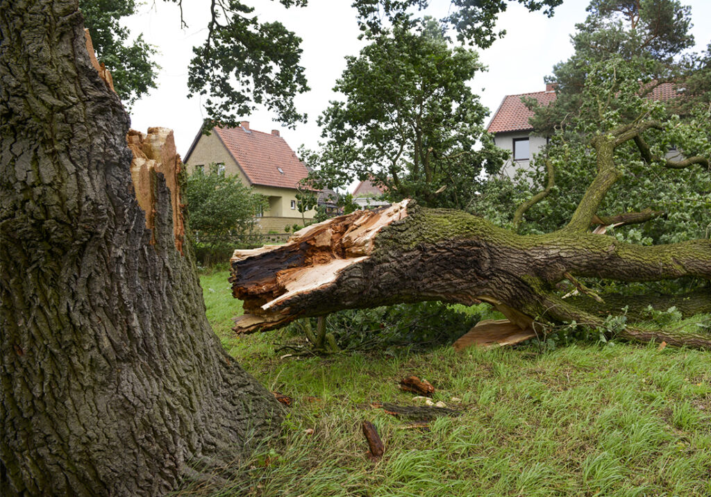 Deadwood removal in Milton Keynes